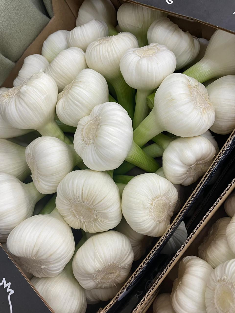 White Garlic “Knoflook”