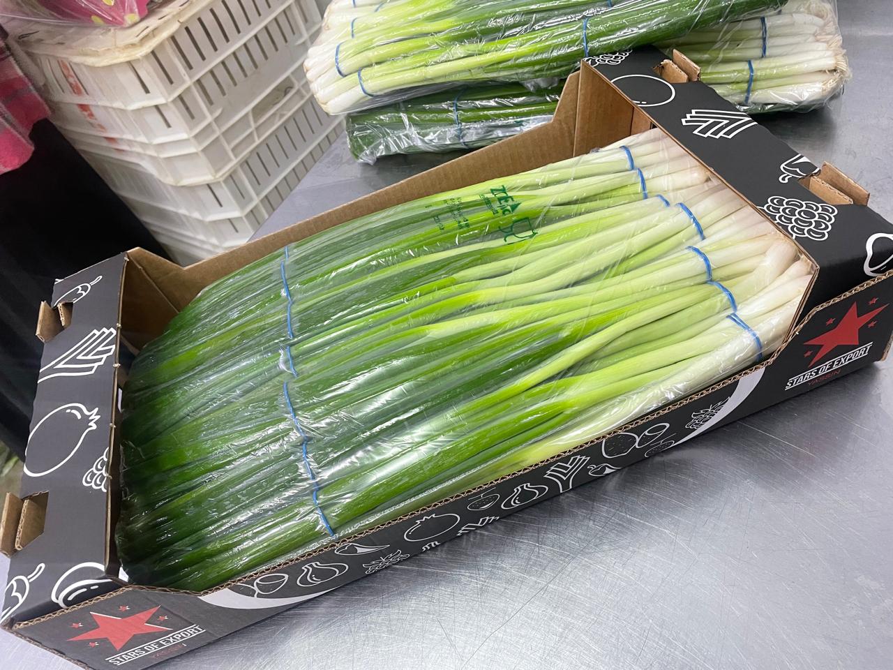 Spring Onion