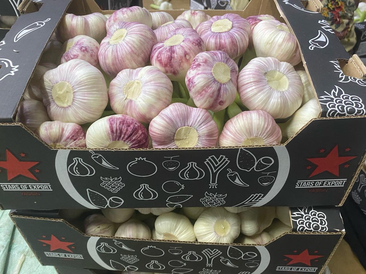 Violet Garlic “Knoflook”