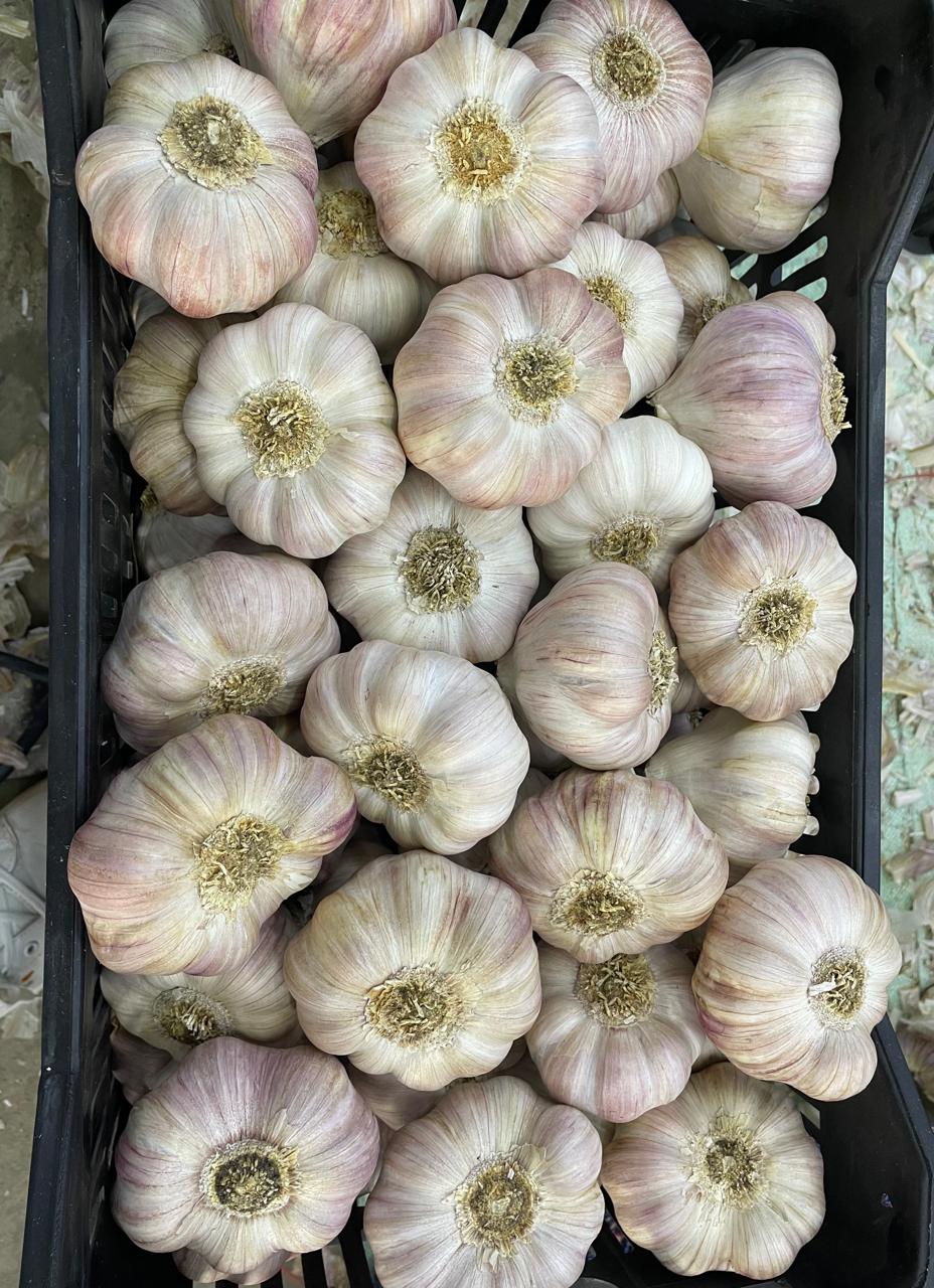 Violet Fresh Dry Garlic