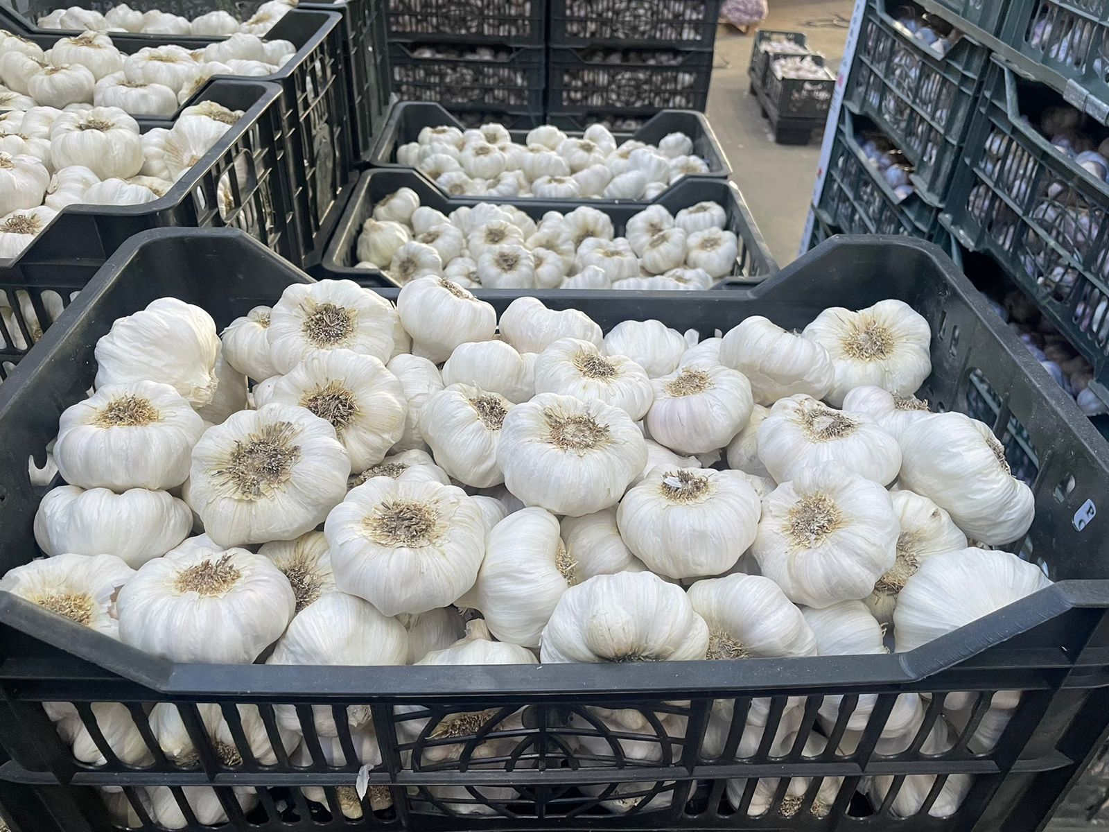 White Fresh Dry Garlic